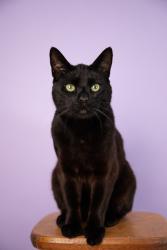 Lost Male Cat last seen N Los Robles between Washington and Prescott, Pasadena, CA 91104