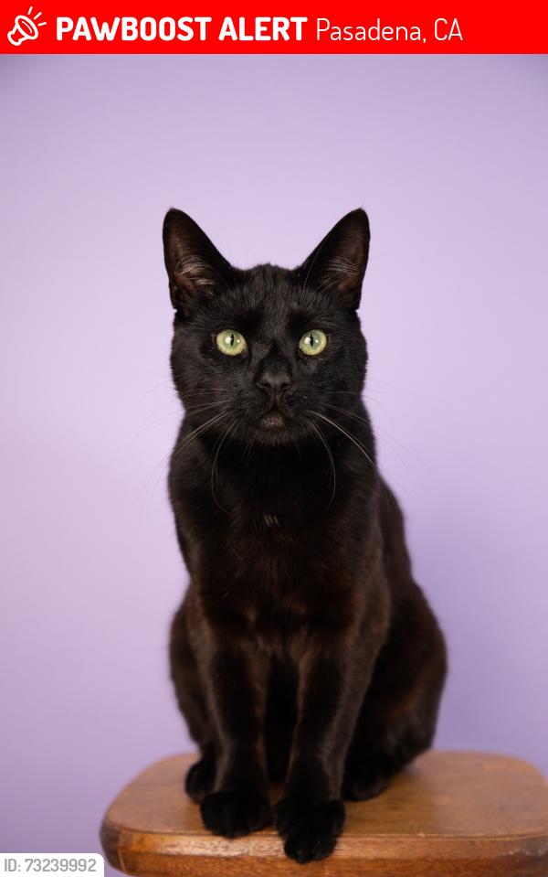 Lost Male Cat last seen N Los Robles between Washington and Prescott, Pasadena, CA 91104