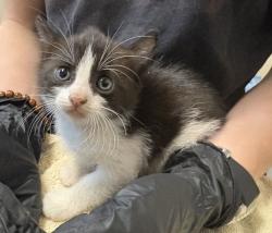 Shelter Stray Female Cat last seen Heritage Street, Oceanside, CA, 92058, Oceanside, CA 92058, USA