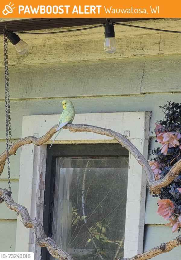 Found/Stray Unknown Bird last seen Center street, Wauwatosa, WI 53213