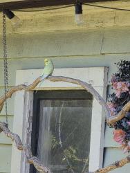 Found/Stray Unknown Bird last seen Center street, Wauwatosa, WI 53213