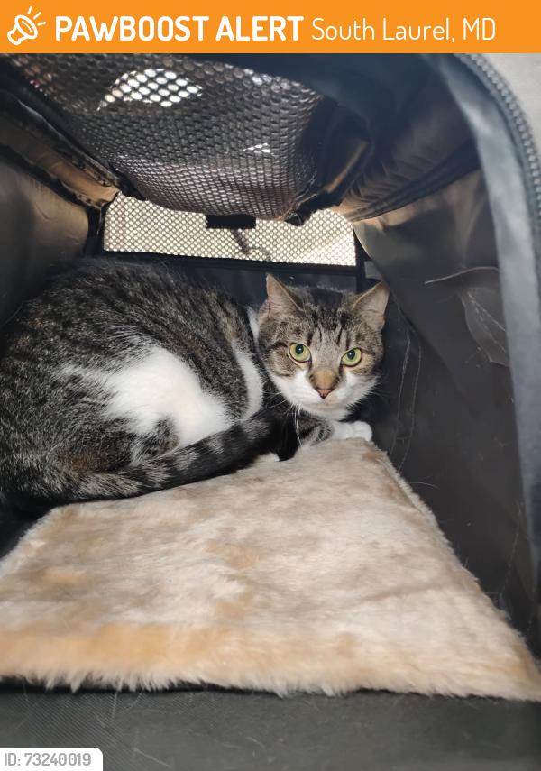 Found/Stray Unknown Cat last seen Ascot Lane and Attleboro Ct, South Laurel, MD 20708