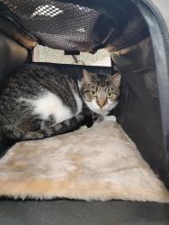 Found/Stray Unknown Cat last seen Ascot Lane and Attleboro Ct, South Laurel, MD 20708