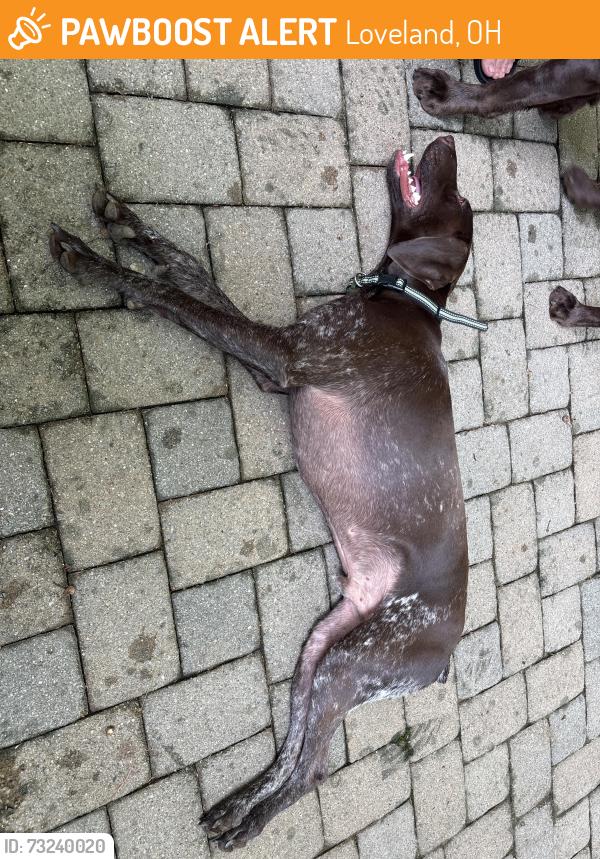 Found/Stray Male Dog last seen Woodcrest, Loveland, OH 45140