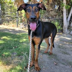 Found/Stray Male Dog last seen Near Fashion Ave, Long Beach, CA 90810, Long Beach, CA 90810