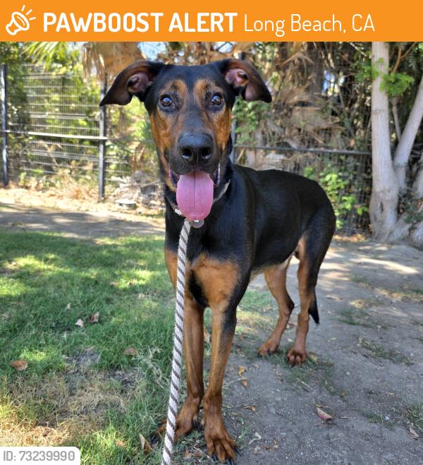 Found/Stray Male Dog last seen Near Fashion Ave, Long Beach, CA 90810, Long Beach, CA 90810
