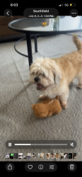 Lost Male Dog last seen Henry Ruff Road & Liberty St., Inkster, MI 48186