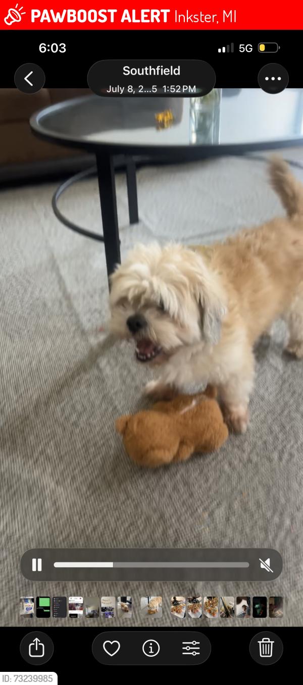 Lost Male Dog last seen Henry Ruff Road & Liberty St., Inkster, MI 48186