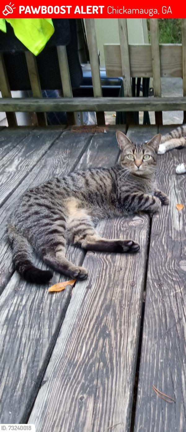 Lost Male Cat last seen Childress Hollow rd, Chickamauga, GA 30707