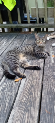 Lost Male Cat last seen Childress Hollow rd, Chickamauga, GA 30707