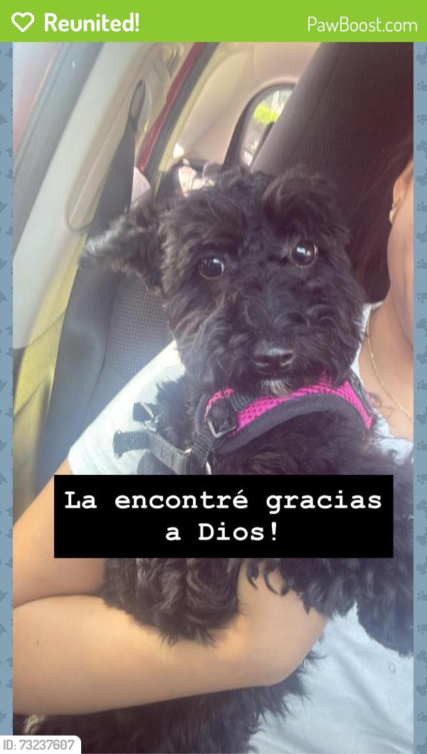 Reunited Female Dog last seen Chipotle, Farmingdale, NY 11735