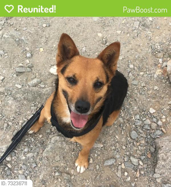 Reunited Female Dog last seen S Arizona Ave & E 32nd St, Yuma, AZ 85365