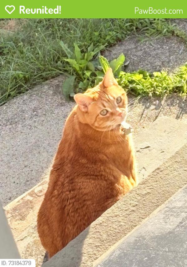 Reunited Female Cat last seen Center st and morris st, Stamford, CT 06906