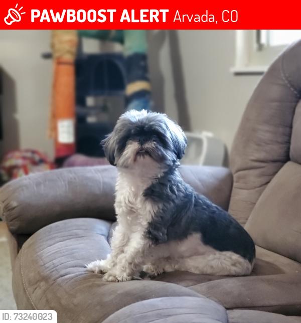 Lost Female Dog last seen 70th Pl and Jay St, Arvada, CO 80003