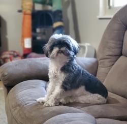 Lost Female Dog last seen 70th Pl and Jay St, Arvada, CO 80003