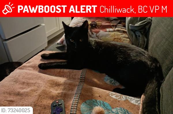 Lost Male Cat last seen Quarry/menzie, Chilliwack, BC V2P 3M3