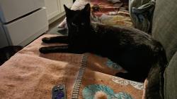 Lost Male Cat last seen Quarry/menzie, Chilliwack, BC V2P 3M3