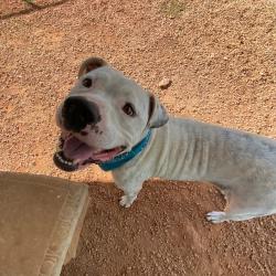 Shelter Stray Male Dog last seen , 328 Furman Hall Rd, Greenville, SC 29609, USA