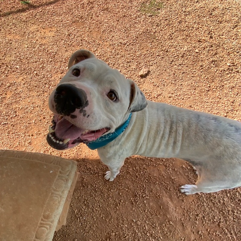 Shelter Stray Male Dog last seen , 328 Furman Hall Rd, Greenville, SC 29609, USA