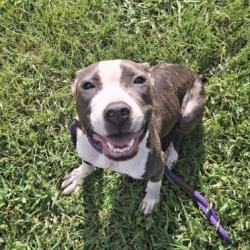 Shelter Stray Female Dog last seen , 328 Furman Hall Rd, Greenville, SC 29609, USA