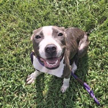 Shelter Stray Female Dog last seen , 328 Furman Hall Rd, Greenville, SC 29609, USA