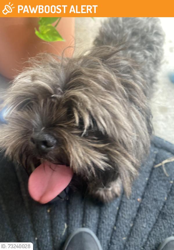 Found/Stray Male Dog last seen Gallery Furniture 77407, Fort Bend County, TX 77407