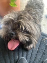 Found/Stray Male Dog last seen Gallery Furniture 77407, Fort Bend County, TX 77407