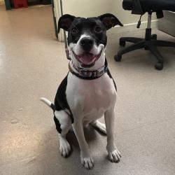 Shelter Stray Female Dog last seen , 361 S Raymond Ave, Pasadena, CA 91105, USA