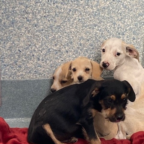 Shelter Stray Unknown Dog last seen , 12910 Yukon Ave, Hawthorne, CA 90250, USA