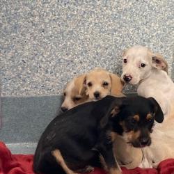 Shelter Stray Unknown Dog last seen , 12910 Yukon Ave, Hawthorne, CA 90250, USA