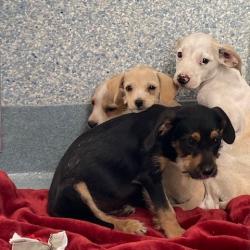 Shelter Stray Unknown Dog last seen , 12910 Yukon Ave, Hawthorne, CA 90250, USA