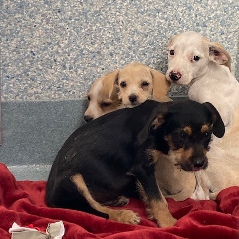 Shelter Stray Unknown Dog last seen , 12910 Yukon Ave, Hawthorne, CA 90250, USA