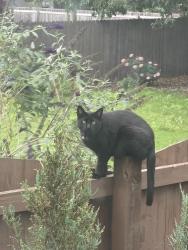 Reunited Female Cat last seen Hickory, Hawthorne, Chattanooga, TN 37404