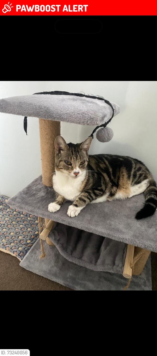 Lost Male Cat last seen New Oscott, West Midlands, England B23 5YG