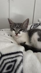 Lost Female Cat last seen Brawley, Fresno, CA 93722