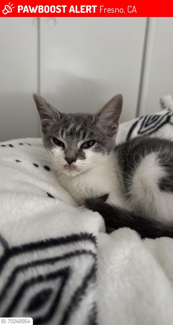 Lost Female Cat last seen Brawley, Fresno, CA 93722