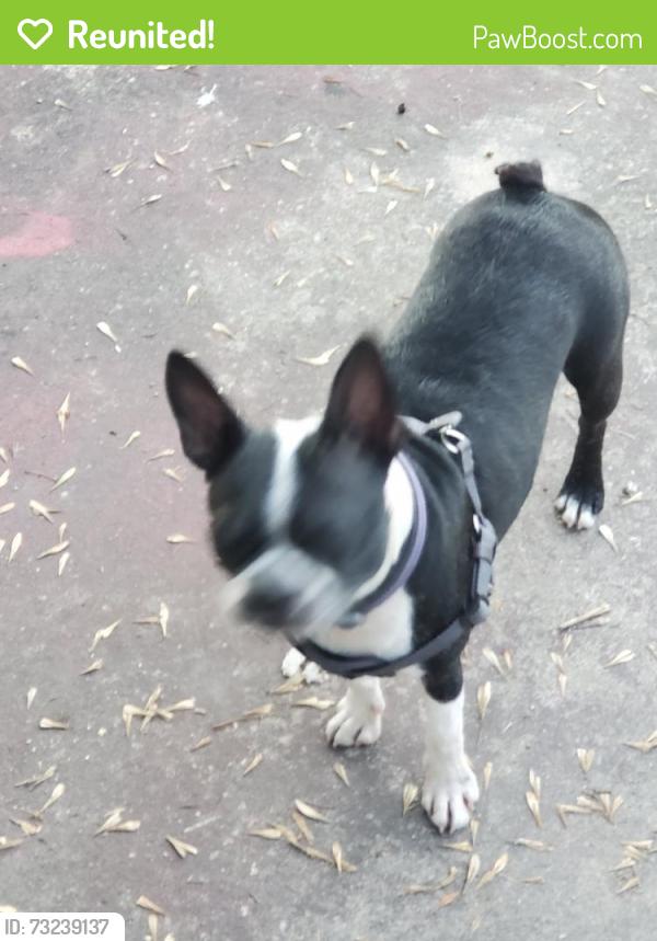Reunited Female Dog last seen Edalyn and Otto, Kirby, TX 78219