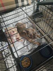 Reunited Female Dog last seen Lorraine and village green, Stockton, CA 95210