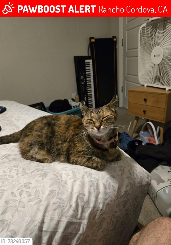 Lost Female Cat last seen Near privas way rancho cordova ca 95742, Rancho Cordova, CA 95742