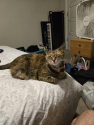 Lost Female Cat last seen Near privas way rancho cordova ca 95742, Rancho Cordova, CA 95742