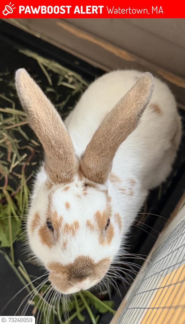 Lost Male Rabbit last seen Watertown, Watertown, MA 02472