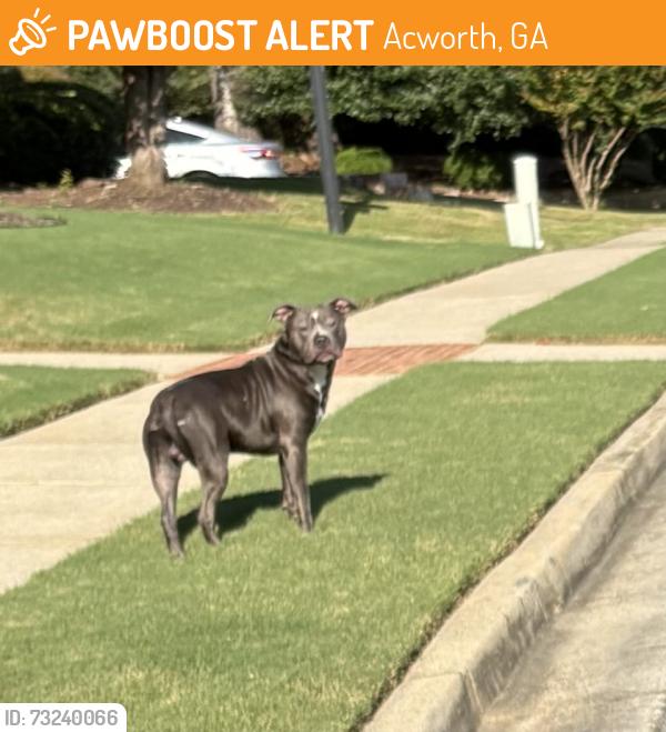 Found/Stray Male Dog last seen Main Street downtown Acworth, Acworth, GA 30101