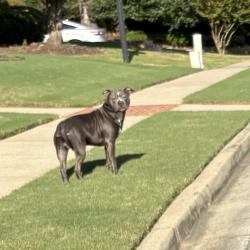 Found/Stray Male Dog last seen Main Street downtown Acworth, Acworth, GA 30101