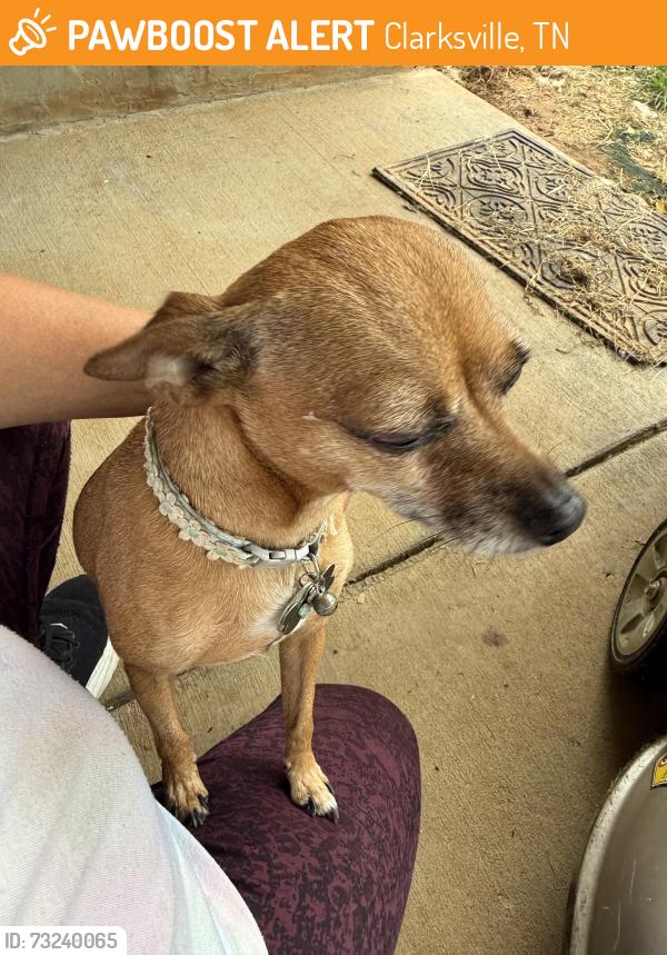 Found/Stray Female Dog last seen Henry Place Blvd, Clarksville, TN 37040