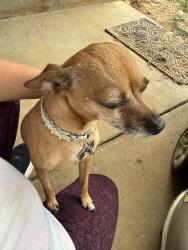 Found/Stray Female Dog last seen Henry Place Blvd, Clarksville, TN 37040