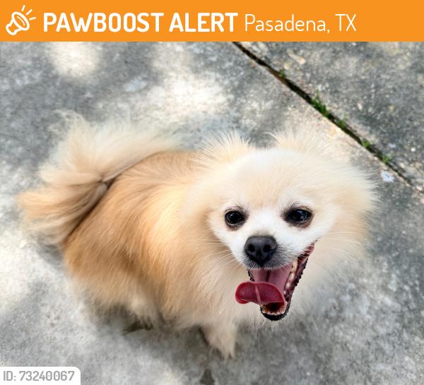 Found/Stray Unknown Dog last seen Pasadena, TX 77506, Pasadena, TX 77506
