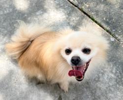 Found/Stray Unknown Dog last seen Pasadena, TX 77506, Pasadena, TX 77506