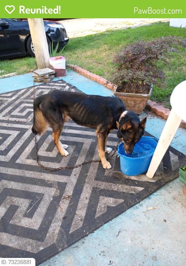 Reunited Male Dog last seen First st and old Dixie hwy, Forest Park, GA 30297