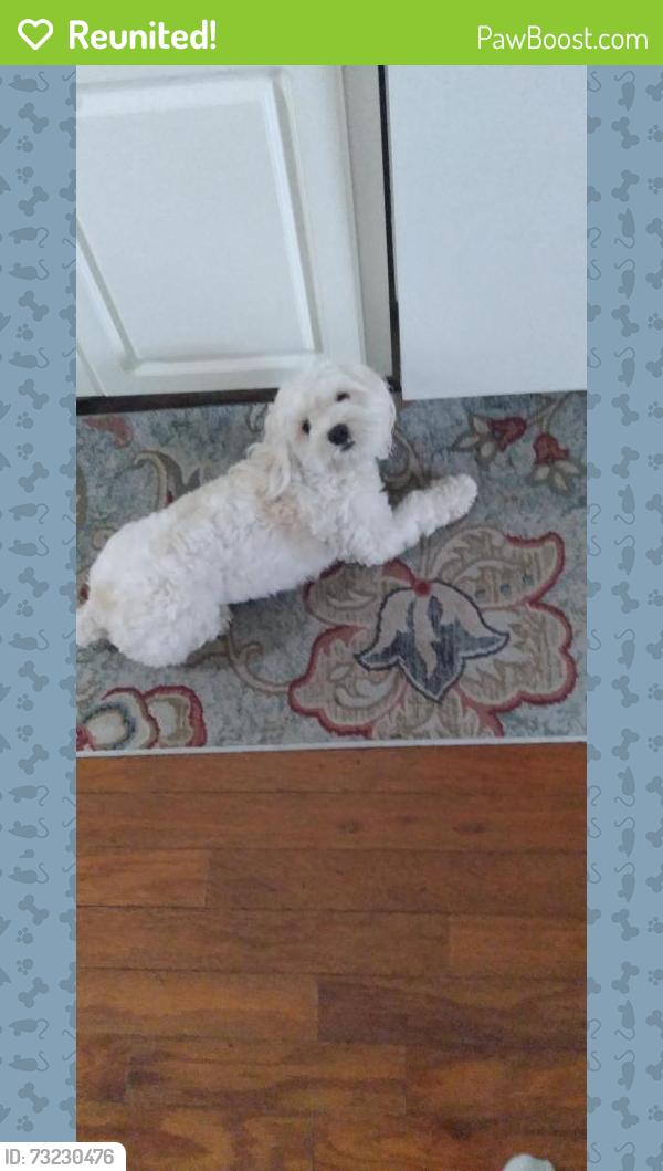 Reunited Female Dog last seen Vista place and highland ave, Tarpon Springs, FL 34689