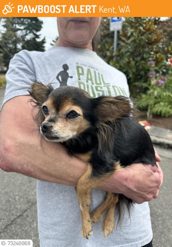 Found/Stray Unknown Dog last seen 250th and 43rd Ave S, Kent, Kent, WA 98032